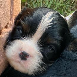 Rip - Tri-color male Cavalier King Charles Spaniel puppy in Kirksville, Missouri from Royal Country Cavaliers of Missouri