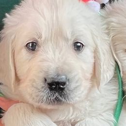 Golden Retriever Puppies from Kansas Prairie Pups