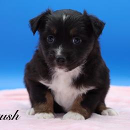 Crush - Black tri female Miniature Australian Shepherd puppy in Weeki Wachee, Florida from Arlington's Mini Aussies