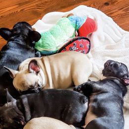 French Bulldogs from Belleame French Bulldogs