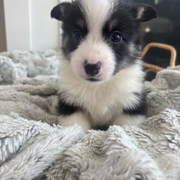 Rafiki - Black and tan male Pembroke Welsh Corgi puppy in Washington from KB Corgis