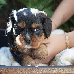 Juan - Black and tan male Cavalier King Charles Spaniel puppy in Lula, Georgia from Cavaliers by Crumley