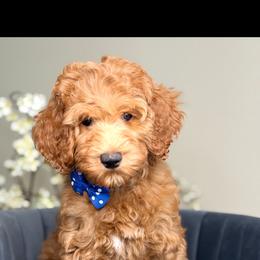 Vinny - Red  male Goldendoodle puppy in Yuciapa, California from AlltheDoodlez_