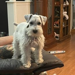 Gus - Miniature Schnauzer