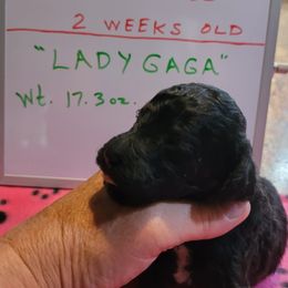 Poodle Puppies from P.I. STANDARD POODLES