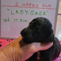 Poodle Puppies from P.I. STANDARD POODLES