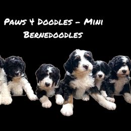 WL Spot 6 - Tri-color male Bernedoodle puppy in Henrico, Virginia from Paws 4 Doodles, LLC