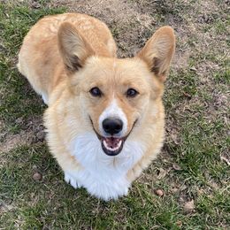 Pembroke Welsh Corgi and Poodle Puppies from Blue Diamond Kennel