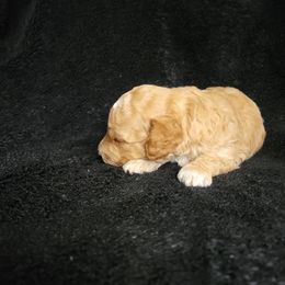 Boy 2 - Apricot male Poodle puppy in Missouri from KDK Missouri Miniature Poodles