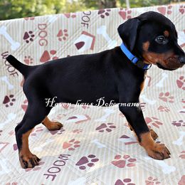 Blue collar 431 - Black and rust female Doberman Pinscher puppy in Harmony, North Carolina from Havenhaus Dobermans