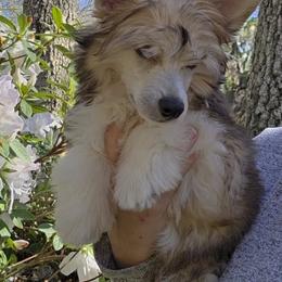 Porter - Sable male Chinese Crested puppy in Hernando, Florida from Bent Oak Chines Cresteds
