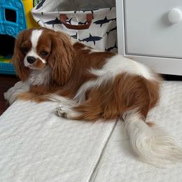 Max - Blenheim male Cavalier King Charles Spaniel puppy in Spring Hill, Florida from Stardom Chihuahuas & CKCS