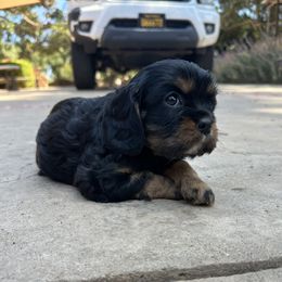 Teddy - Black and tan male Cavalier King Charles Spaniel puppy in California from Tinkerpups