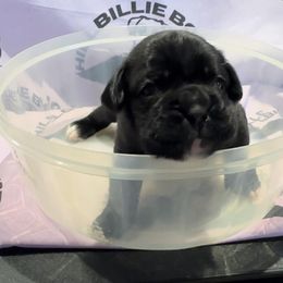 Girl 3 - Boxer puppy from Hillbillie Boxers