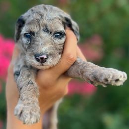 Astra - Merle female Goldendoodle puppy in Philadelphia, Pennsylvania from Philly's Designer Doodles