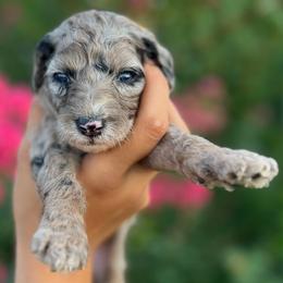 Astra - Merle female Goldendoodle puppy in Philadelphia, Pennsylvania from Philly's Designer Doodles