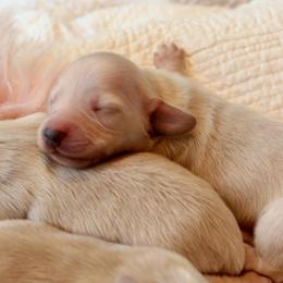 Girl 3 - Cream female Dachshund puppy in Laurel, Mississippi from Kissinger Dachshunds
