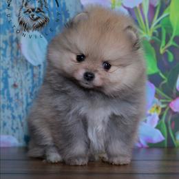 Reba - Orange sable female Pomeranian puppy in Fultonville, New York from Sandy Aussies & Pomeranians