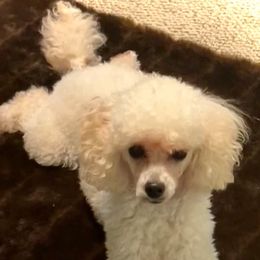 Muffin - Poodle