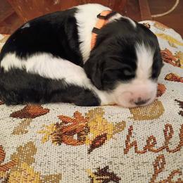 Orange collar Jolene - Black and white female English Springer Spaniel puppy in Comer, Georgia from Stratton Spaniels