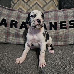 Zuppa - Harlequin female Great Dane puppy in Jerusalem, Arkansas from Mara Danes