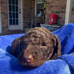 Light Blue Collar - Phantom male Poodle puppy in Huntsville, Alabama from Flint River Poodles