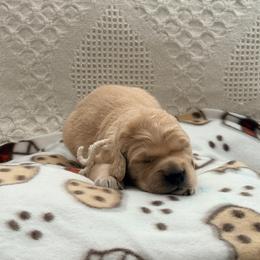 Girl 1 - Golden female Golden Retriever puppy in Great Falls, Montana from VS Golden Fields