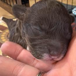 Chocolate Girl - Brown female Poodle puppy in Oneida, Tennessee from Pippa’s Place Poodles