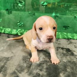 Ruby - Cream female Dachshund puppy in Anaconda, Montana from Williams Family Dachshunds