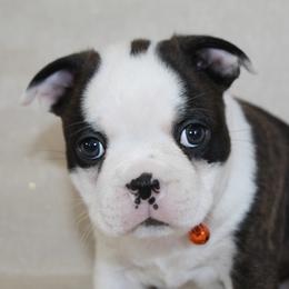 Bongo Make sure to read description - Black brindle and white male Boston Terrier puppy in Brooksville, Florida from I Love Pups