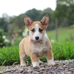 Jules - Sable female Pembroke Welsh Corgi puppy in Sugarcreek, Ohio from Admar Canines
