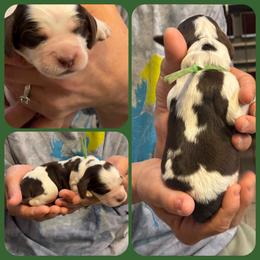 Sun - Liver white and roan male English Springer Spaniel puppy in Billings, Montana from M&M Fuzzy Bottom Friends