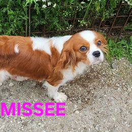 MISSEE - Cavalier King Charles Spaniel
