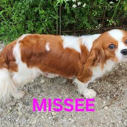 MISSEE - Cavalier King Charles Spaniel
