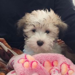 Shihpoo and Shih Tzu Puppies from The Luckie Puppy