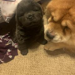 Chow Chow Puppies from Darling Chows