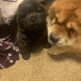 Chow Chow Puppies from Darling Chows