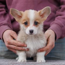 Eva - Red female Pembroke Welsh Corgi puppy in La Grange, Wyoming from Merrygold Corgis