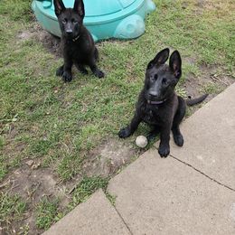 German Shepherd puppies from Tonkerhaus