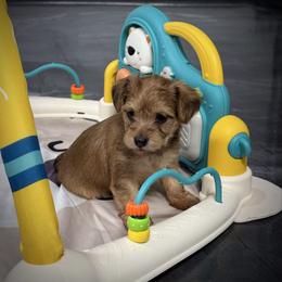 Butterscotch - Black and gold male Morkie puppy in Tucson, Arizona from Sun-Kissed Morkies