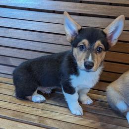 Oakley - Black and tan Pembroke Welsh Corgi puppy in Texas from Disco Corgis