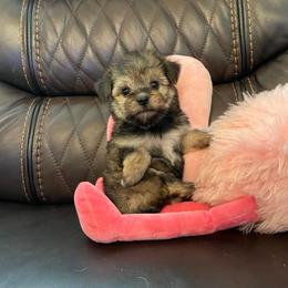 Morkie and Yorkshire Terrier Puppies from Jewels Yorkshire’s