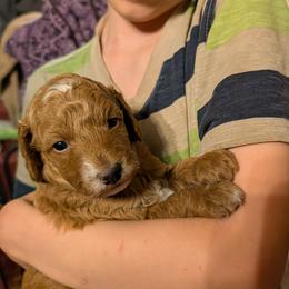 Curly - Red  male Goldendoodle puppy in Panama, New York from Goldendoodles from Goshen Blessings
