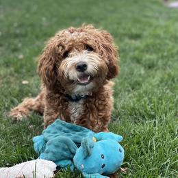 Lucid - Goldendoodle