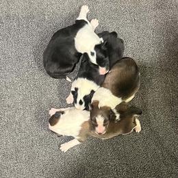 Shetland Sheepdog puppies from Mountain High Kennels