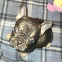 Marcel - Black and tan male French Bulldog puppy in Graham, Washington from Kristy's French Bulldogs & Mini Schnauzers