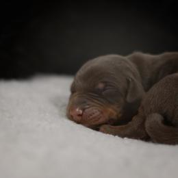 Doberman Pinscher Puppies from Warsong Dobermann