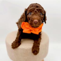 Everest - Chocolate male Goldendoodle puppy in North Carolina from Tuxedo Mountain Doodles