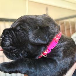 Prime - Black brindle female Cane Corso puppy in Cameron Park, California from Lionheart Cane Corso
