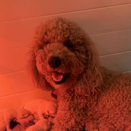 Sophie - Goldendoodle